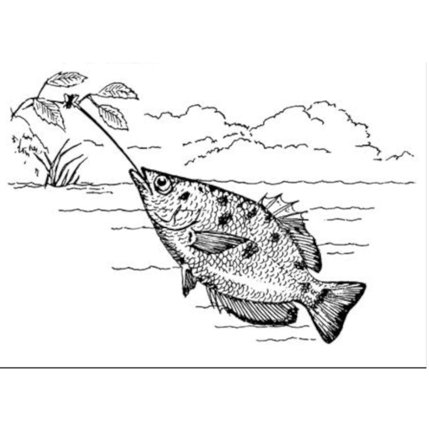 The Archer Fish