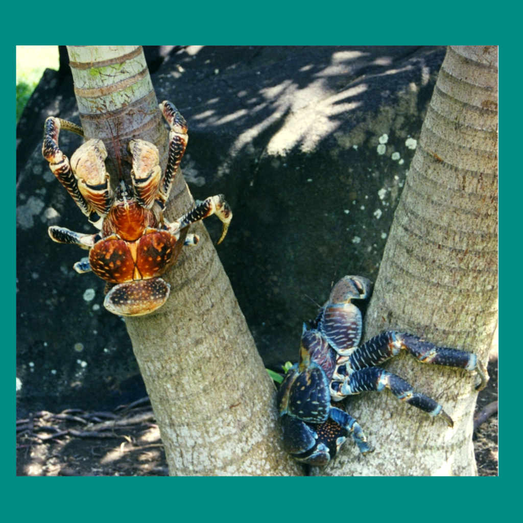 Of Crabs and Coconuts
