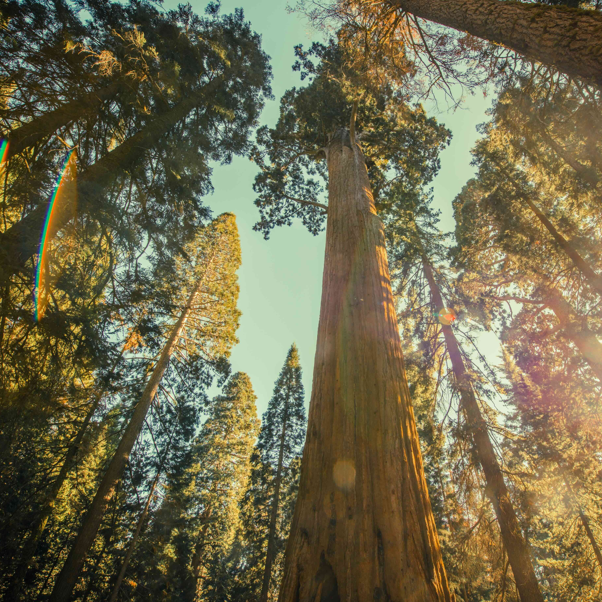 Multiple Blessings from Trees