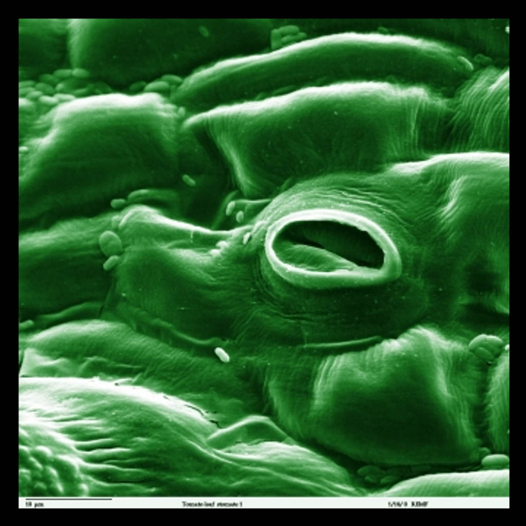 What Can a Plant See?