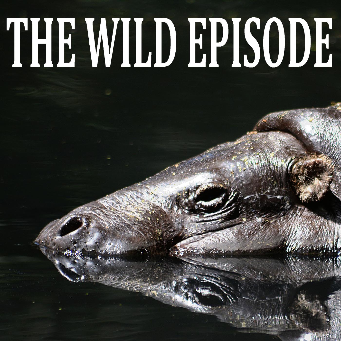 Pygmy Hippo : The Hippo in the Zoo