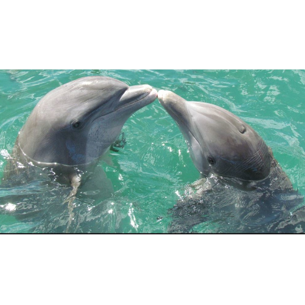 Those Clever Whales, Dolphins, and Seals