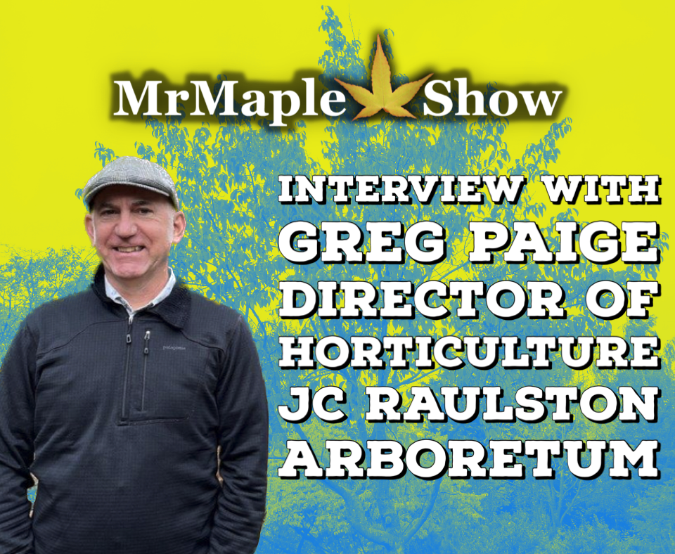MrMaple Show