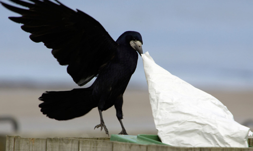 52. Historically Accurate Crow Theory
