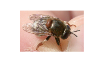 Ant Impostor Glorifies God's Creativity