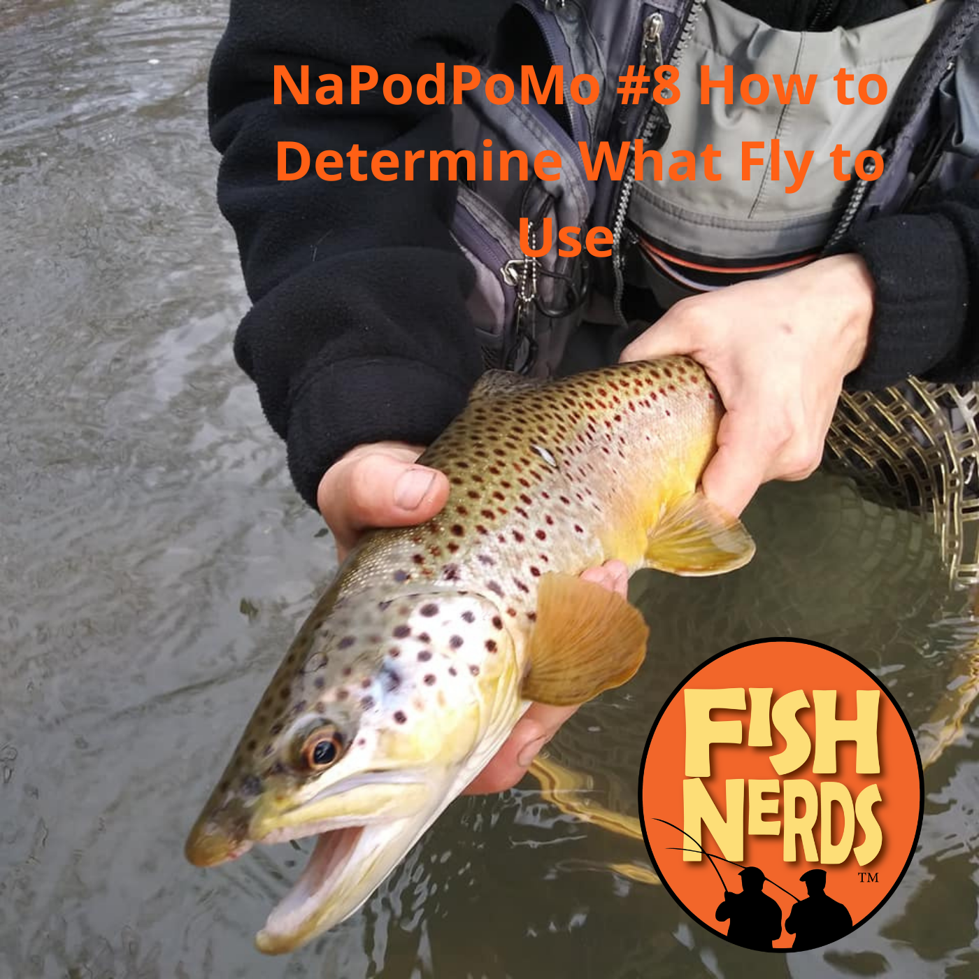 NaPodPoMo 8 How to Determine What Fly to Use