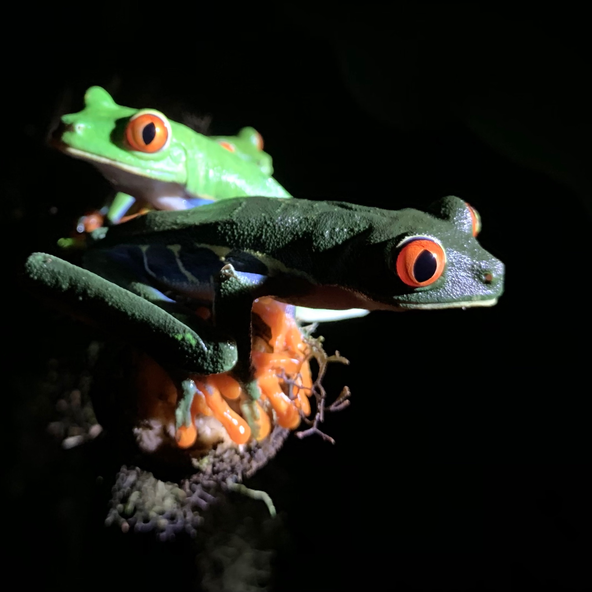 No Need to Go Backward or Forward