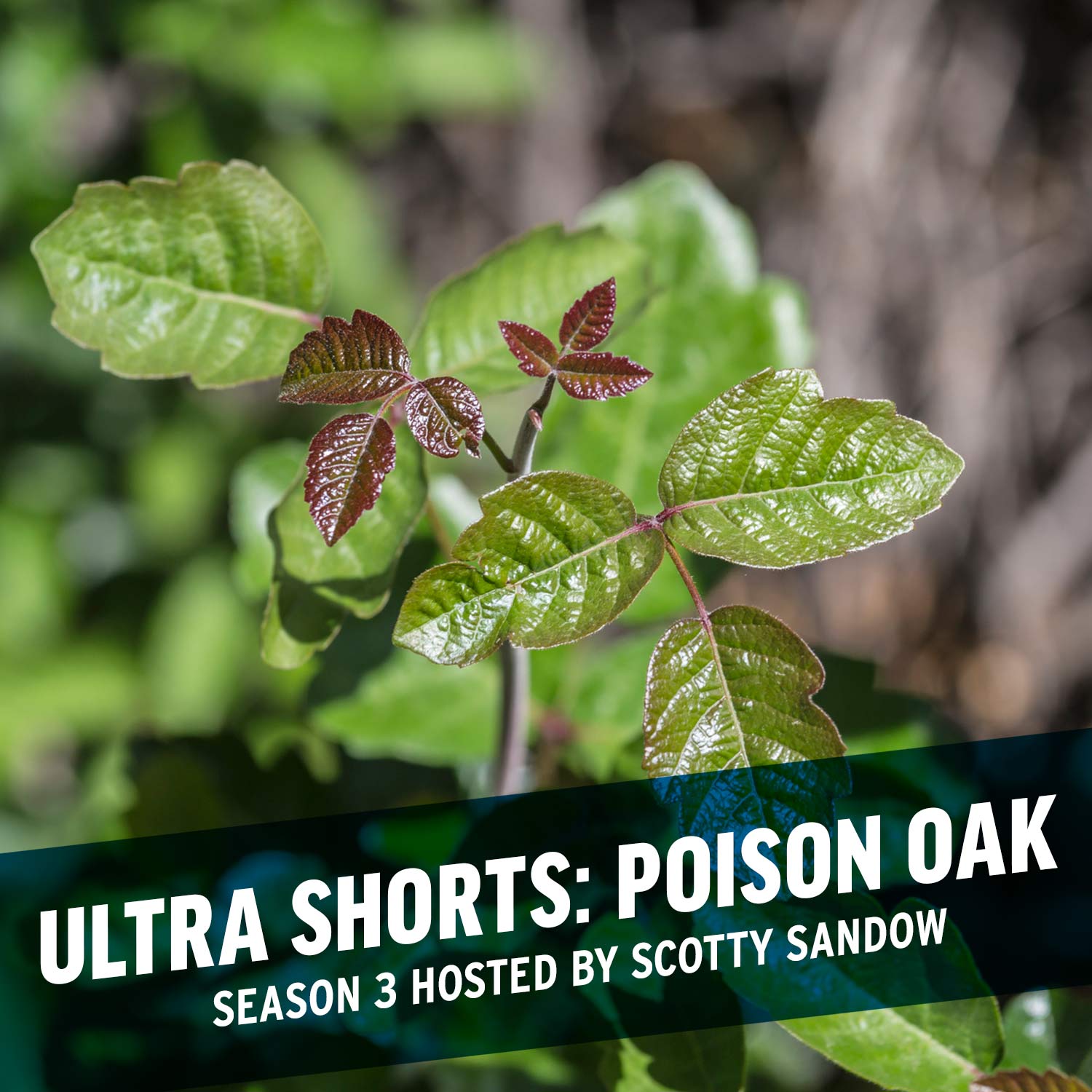 Ultra Shorts: Poison Oak