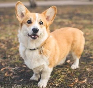 Corgi Talks From Spirit World