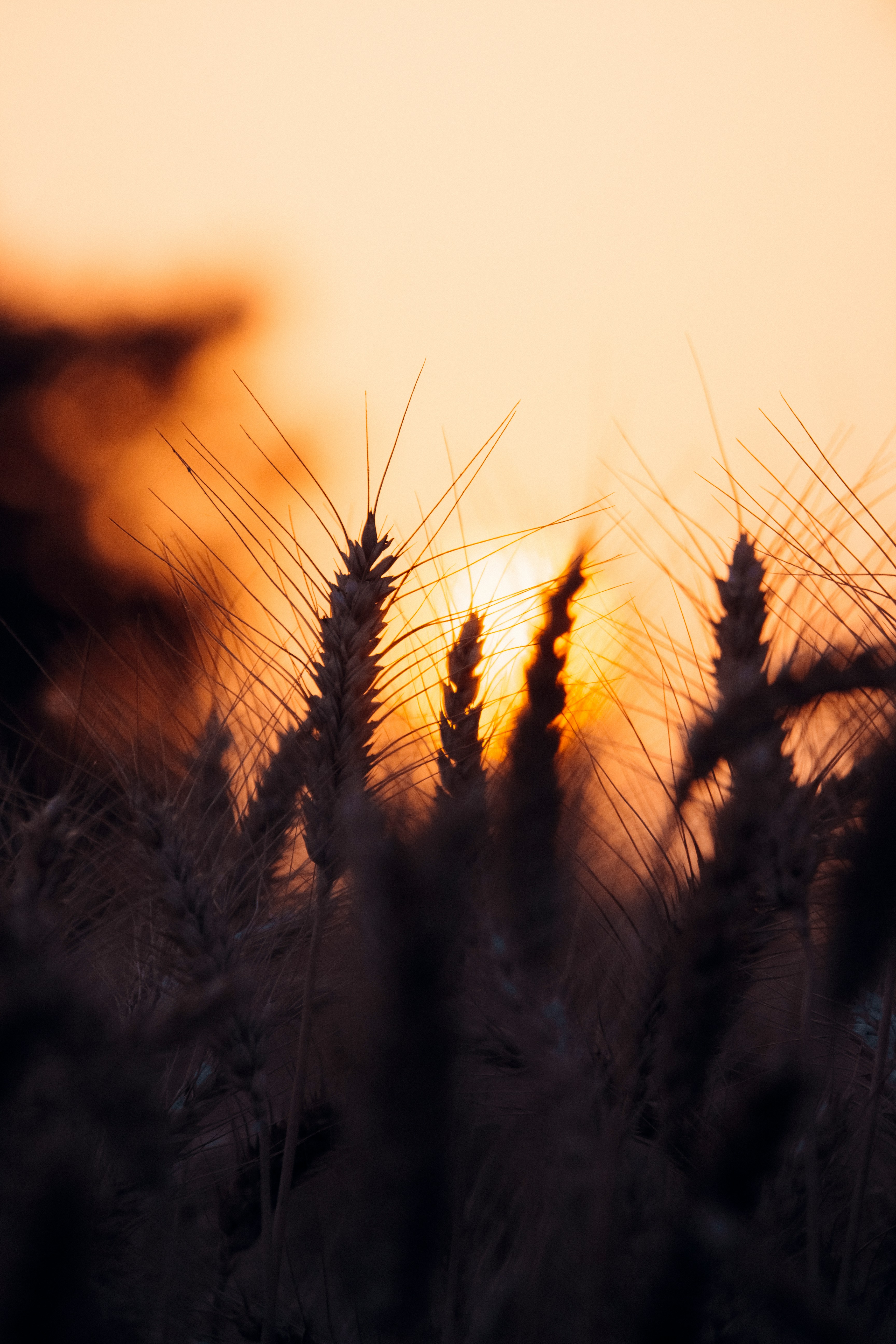 Harvest Season?
