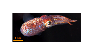 The Squid Without a Shadow