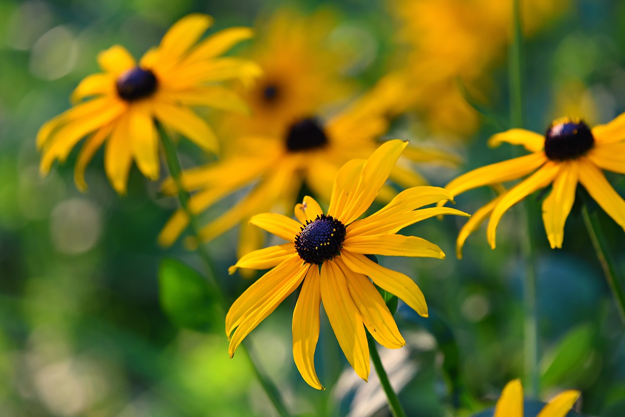 Fall Perennial Seed Sowing - DIY Garden Minute Ep. 19