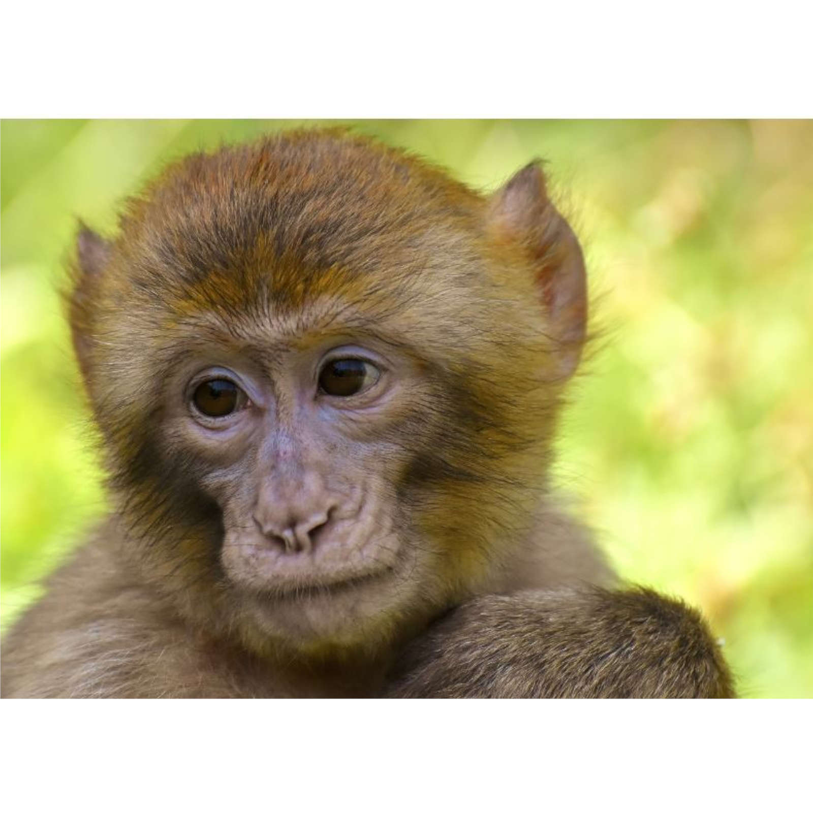 Can Monkeys Count?