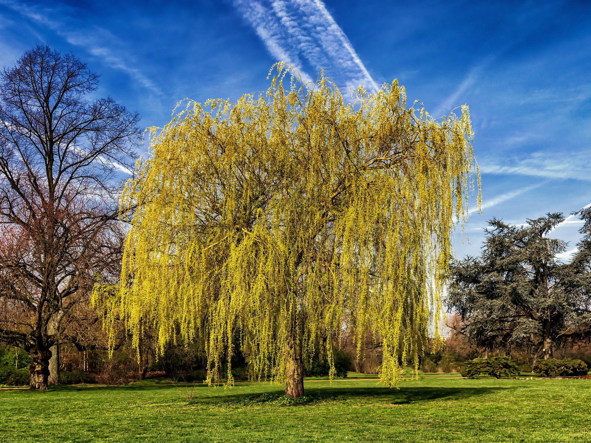 The Pine and The Willow - A Japanese Folktale