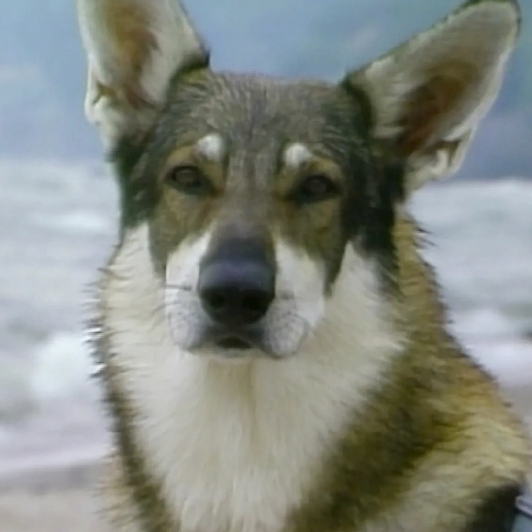 The Littlest Hobo The Littlest Hobo