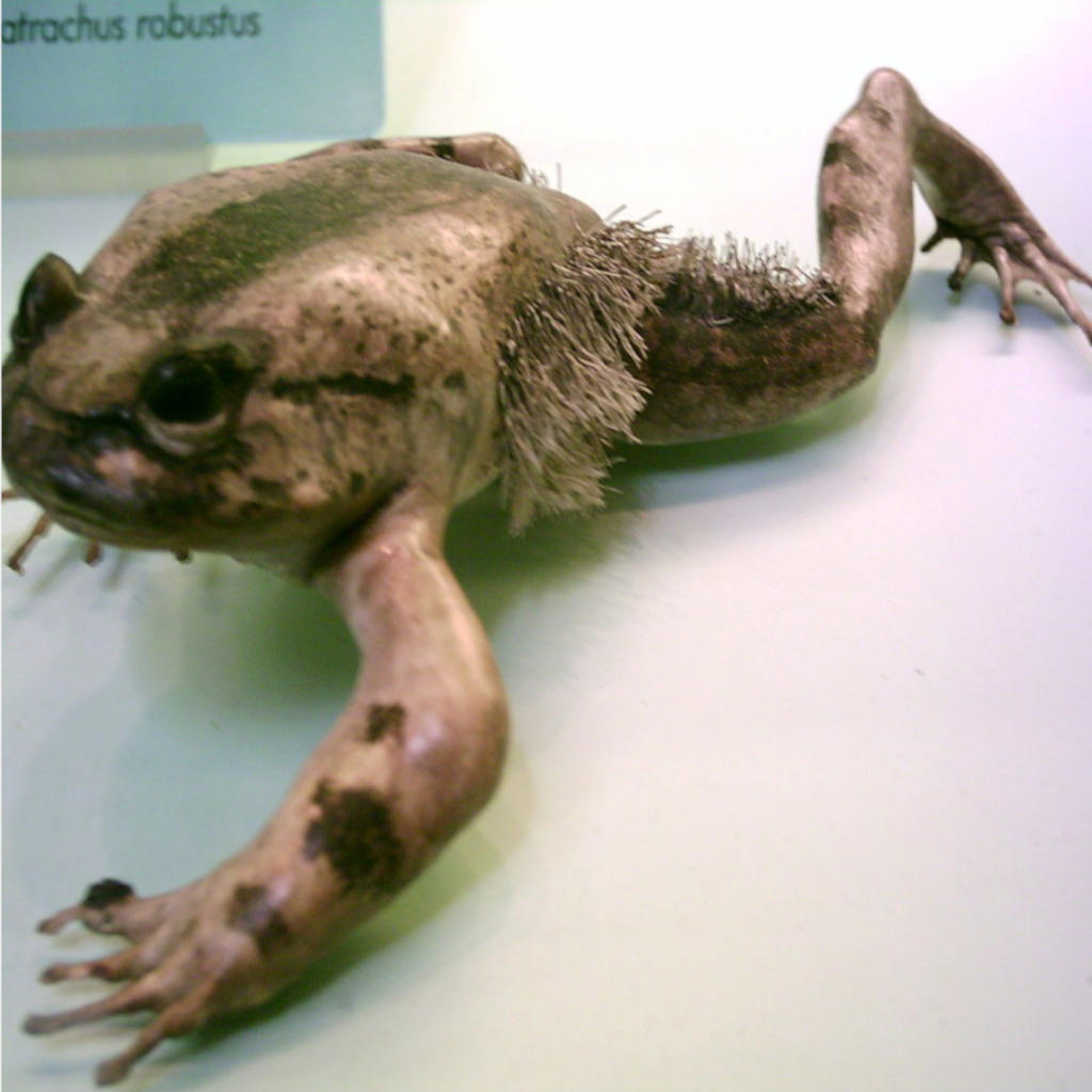 Meet the Horror Frog!