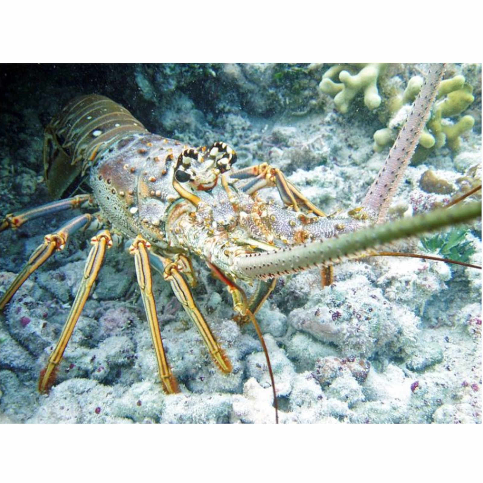 Global Positioning Lobsters