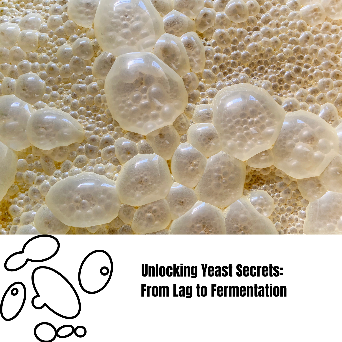 Unlocking Yeast Secrets: From Lag to Fermentation