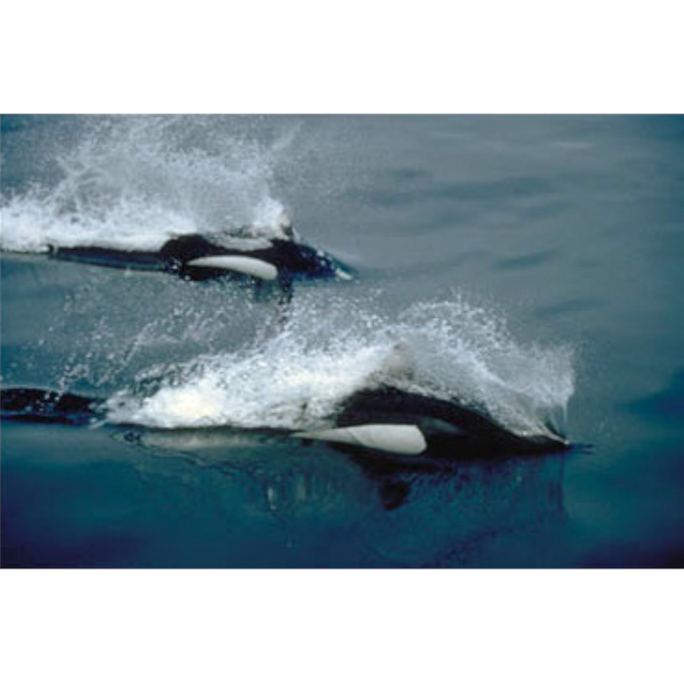 The Three Eyed Porpoise