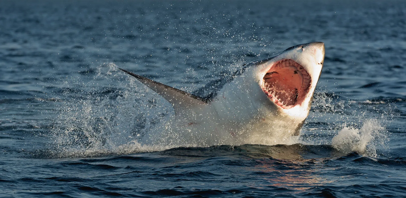 SHARK!  THE NEW JERSEY MANEATER- AMERICA'S FIRST BIG SHARK ATACK