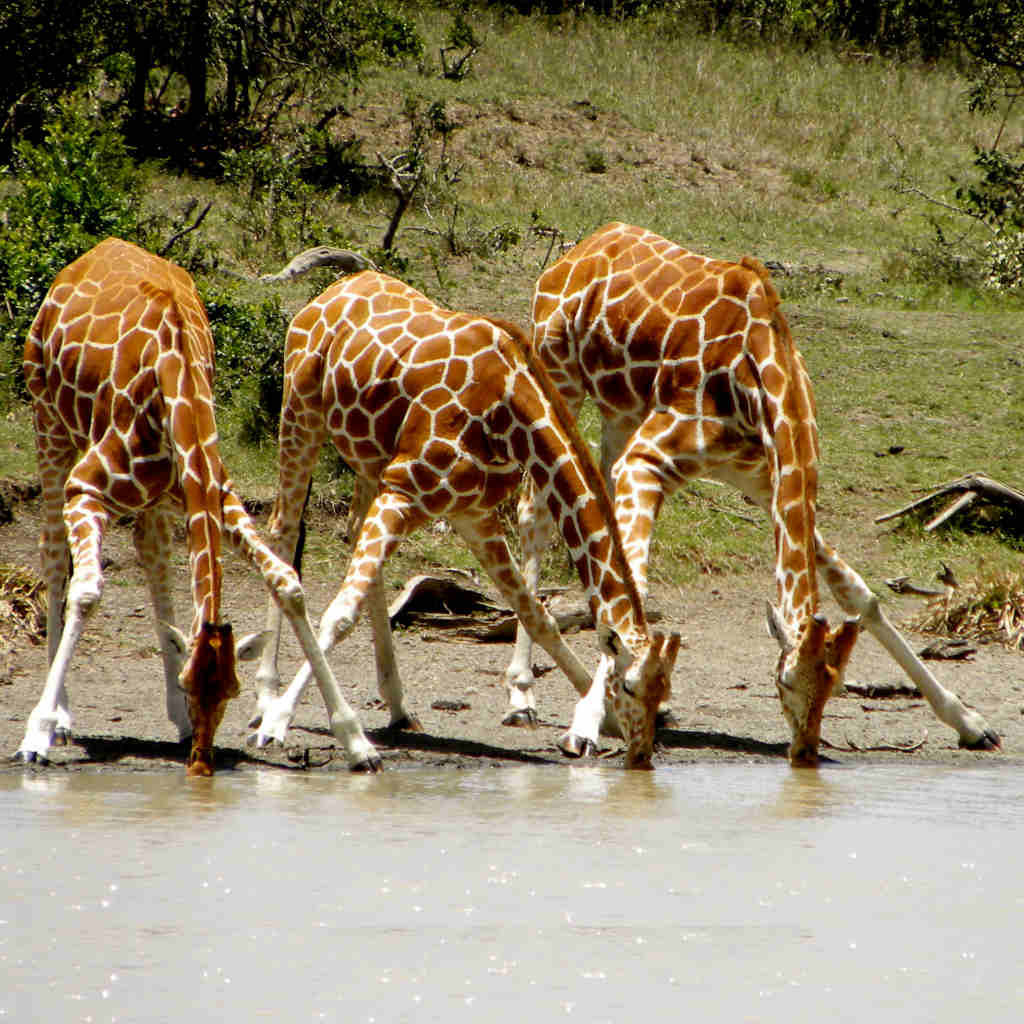The Design of the Giraffe