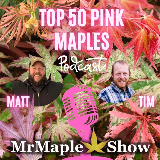 Top 50 Pink Maples to Improve Your Garden Design | Pink Plants Part 1 | Podcast #35