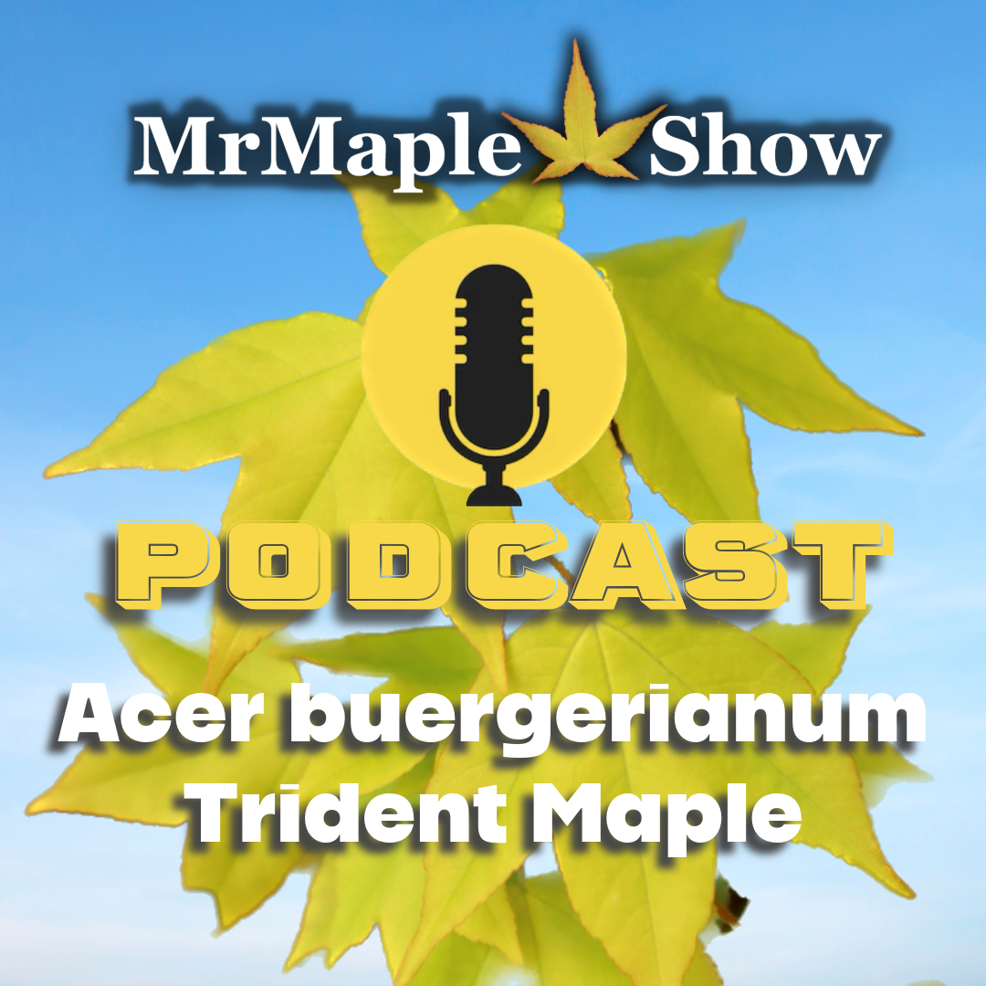 MrMaple Show
