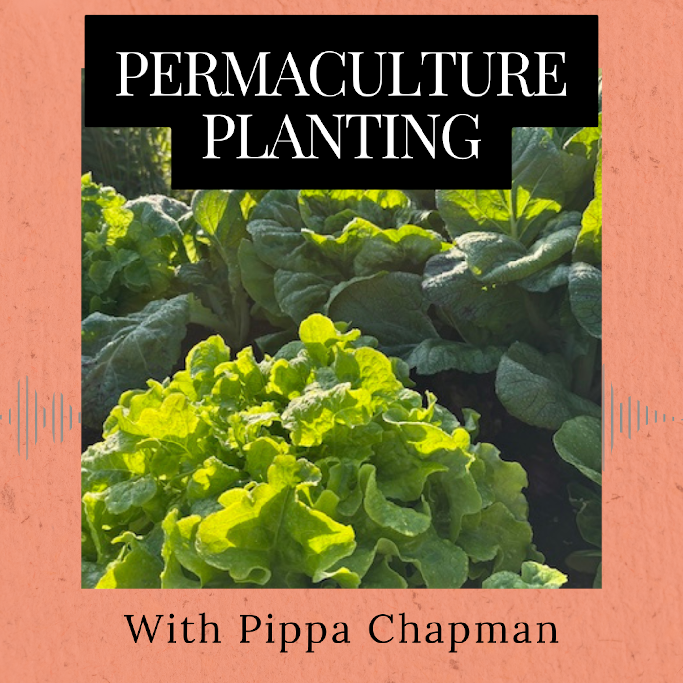 Episode 364: Permaculture Planting Episode 364: Permaculture Planting