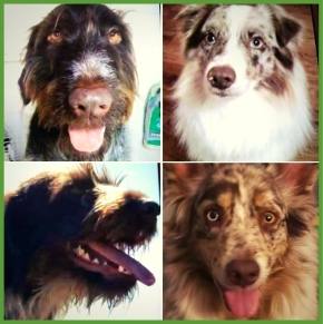 Animal Training Academy: Making Ripples