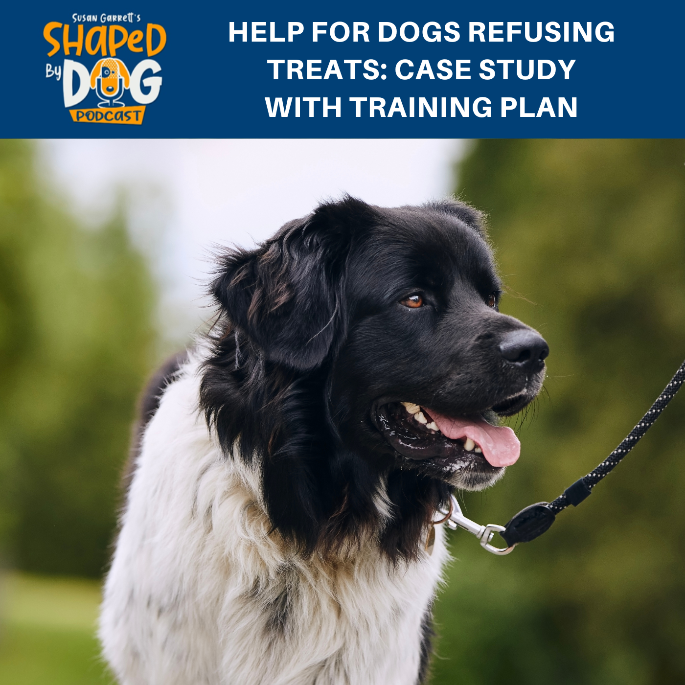 Shaped by Dog with Susan Garrett