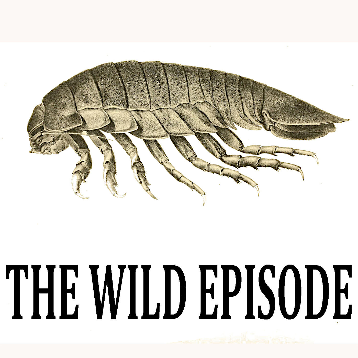 Supergiant Isopod : Big is Beautiful III