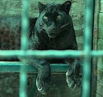 THE BRAZILIAN CAT (PT 2) by SIR ARTHUR CONAN DOYLE THE BRAZILIAN CAT (PT 2) by SIR ARTHUR CONAN DOYLE