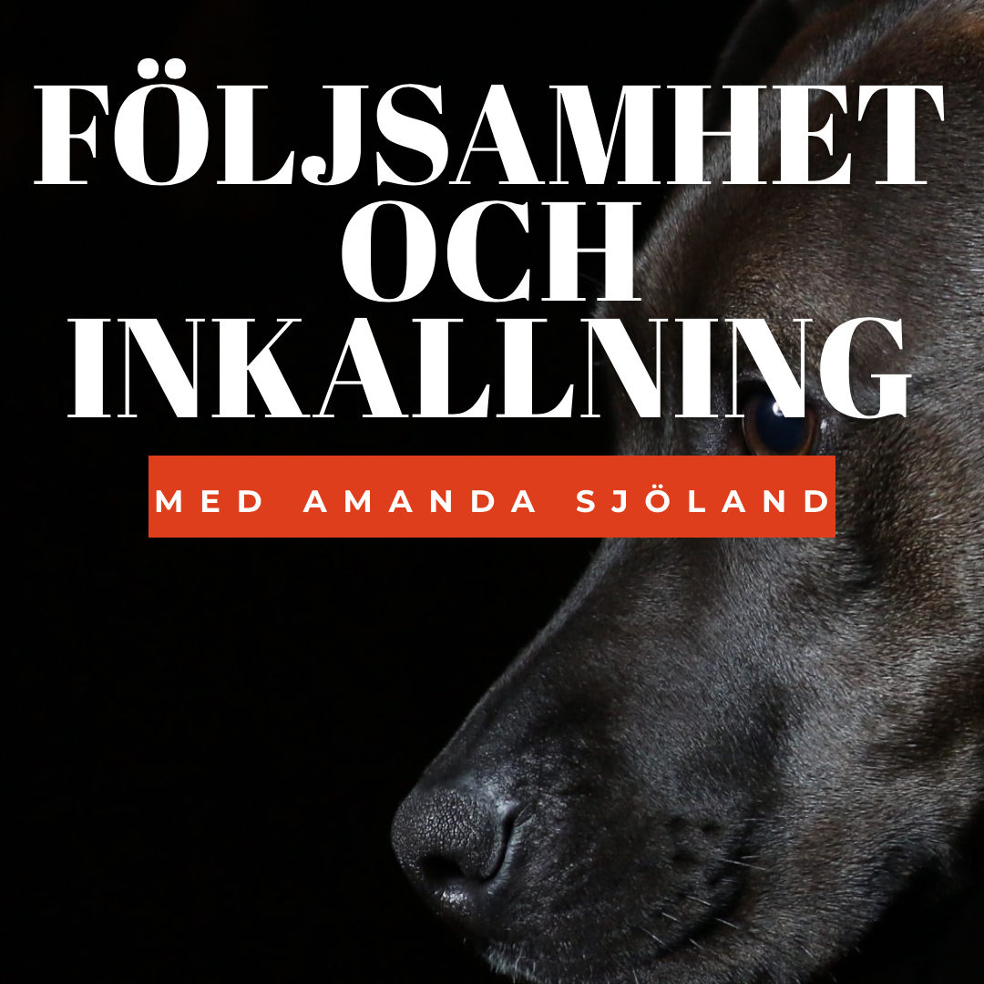 Hundpodden Vår Bästa Vän