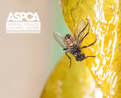 Fly Traps and the Troubles they Cause for Pets