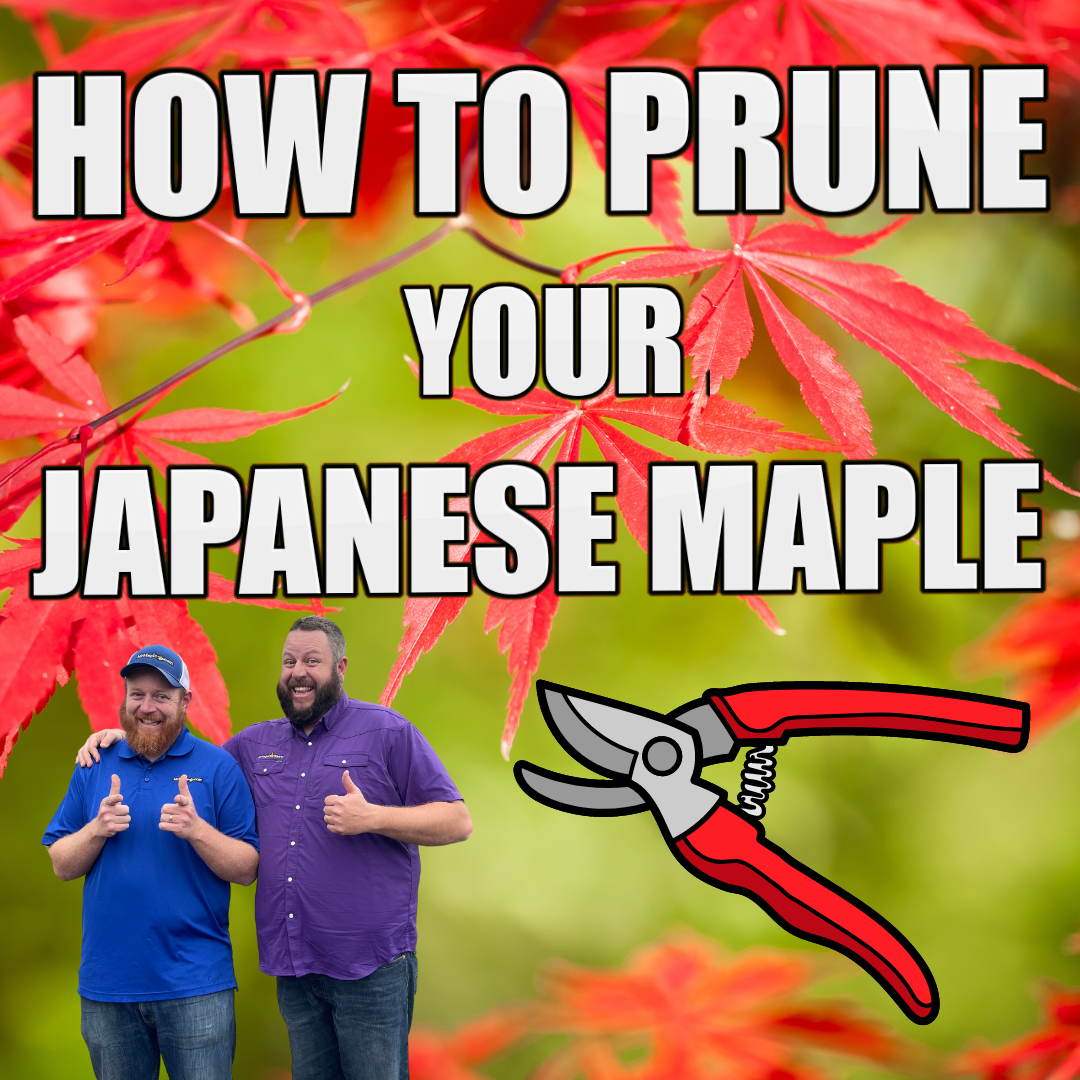 MrMaple Show
