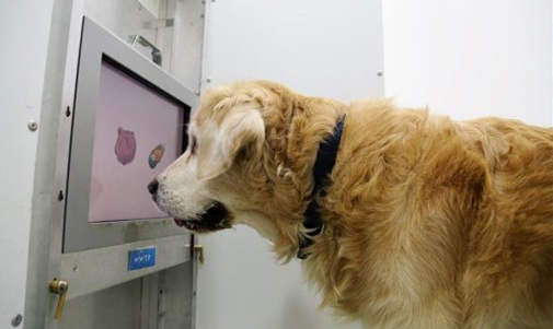 39. Kibble Crush Theory