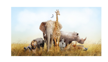 Adam Gave Names to All the Animals