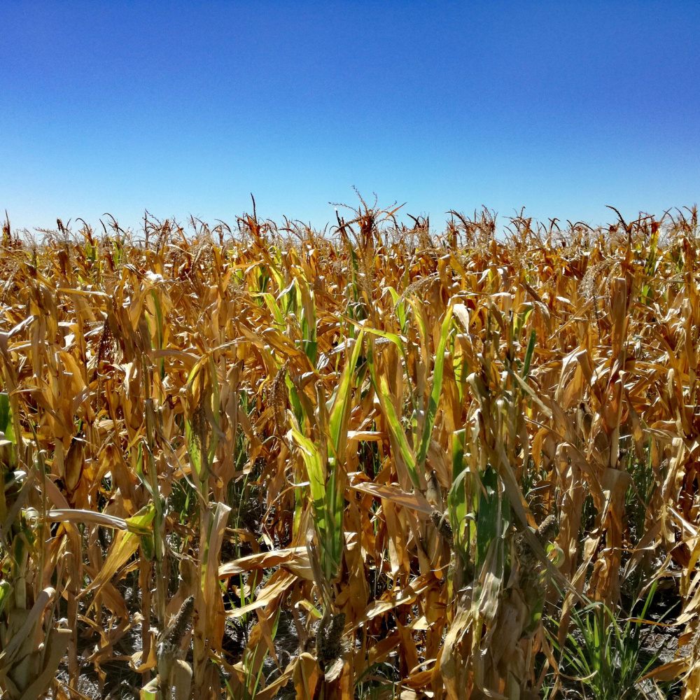 RaboResearch Agri Commodities