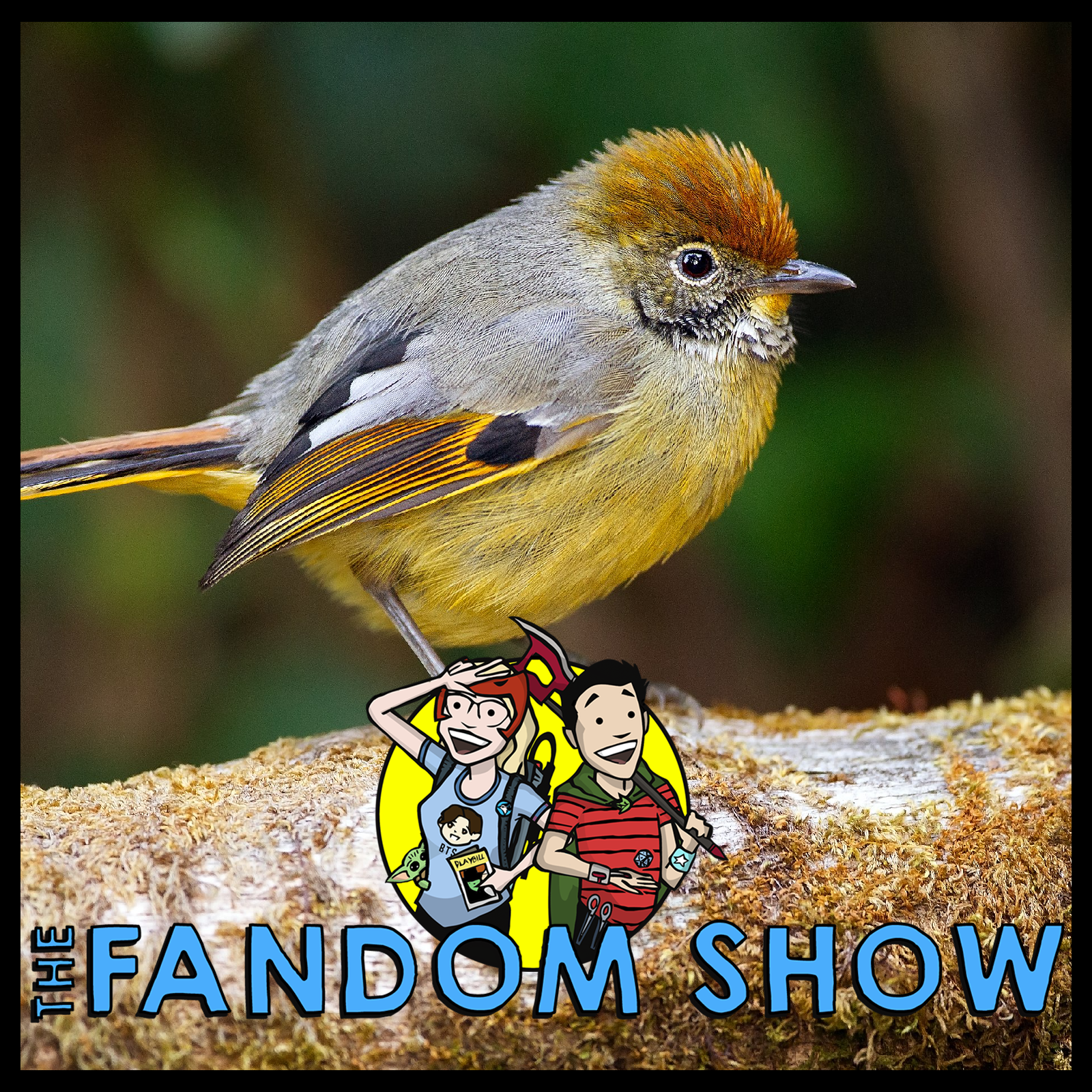 101: Birds 101: Birds