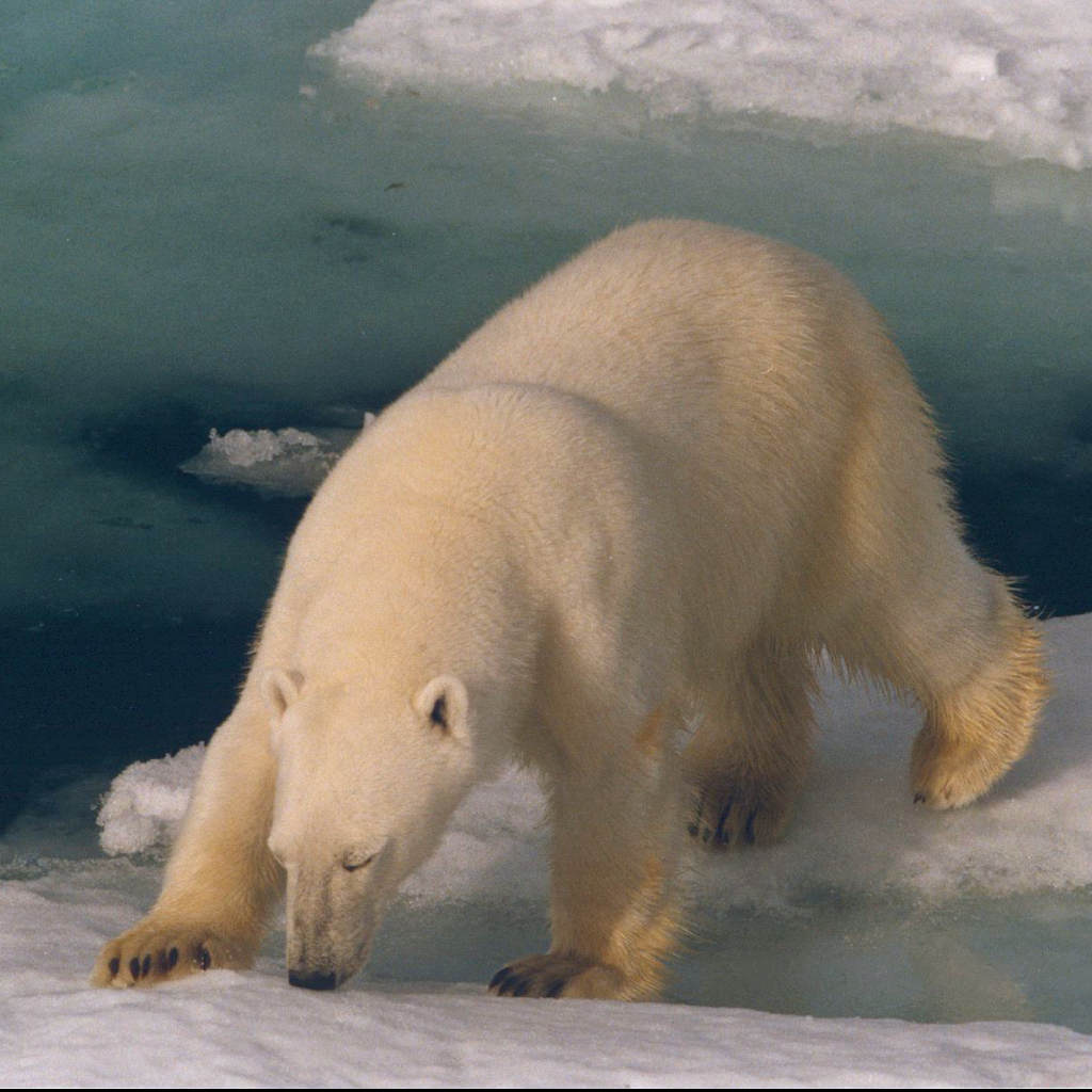 The Less Frozen World of the Polar Bear