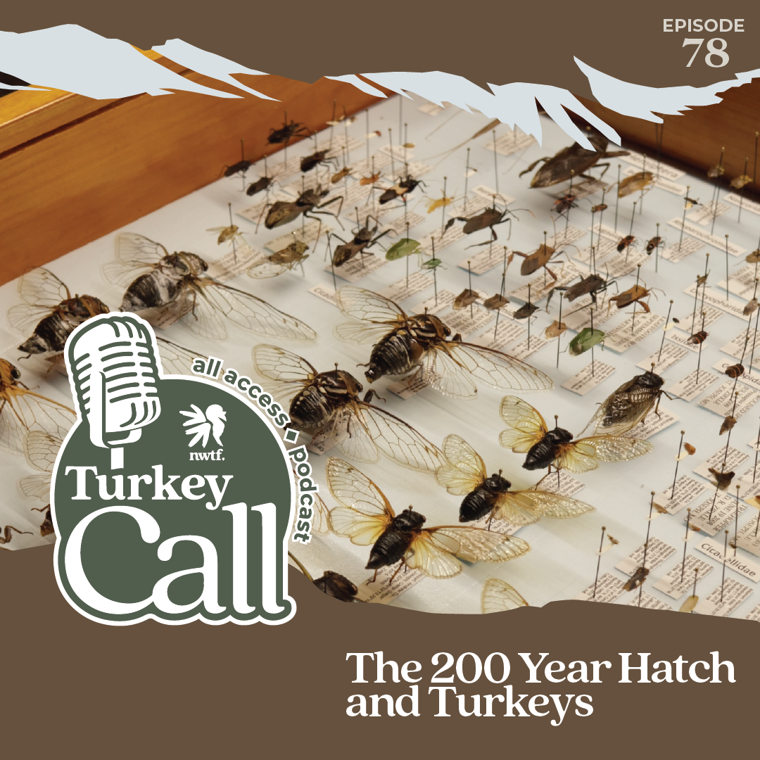 Turkey Call All Access