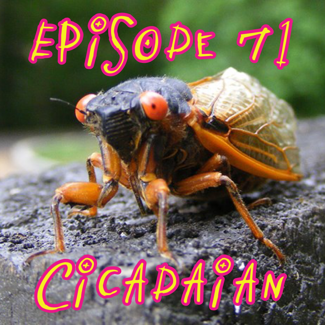 Episode 71 - Cicadaian