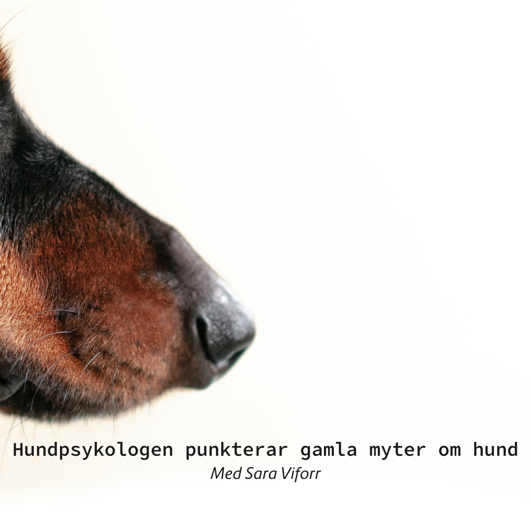 Hundpodden Vår Bästa Vän