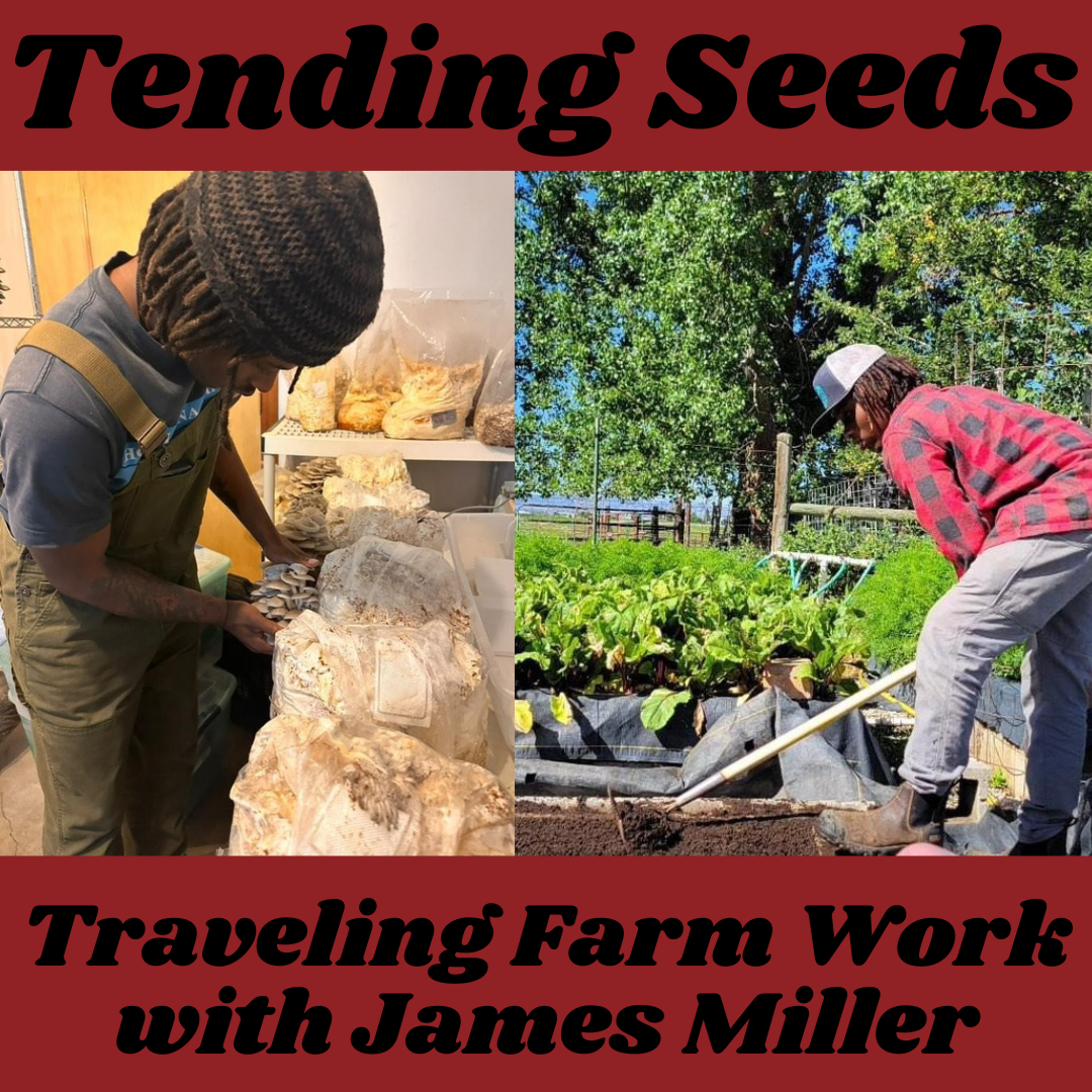 Tending Seeds: Adventures in Gardening, Homesteading, and Herbalism