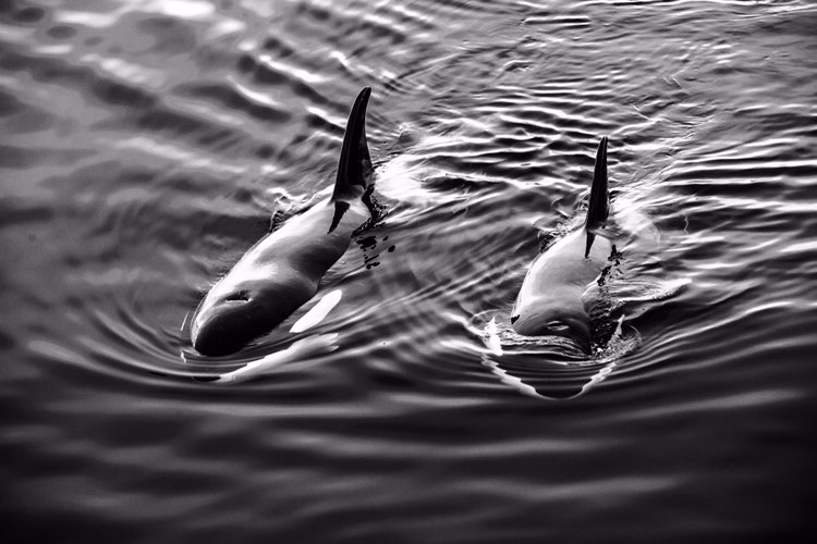 Killer Whale Scatter