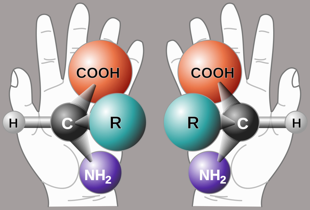 Left Handed Amino Acids