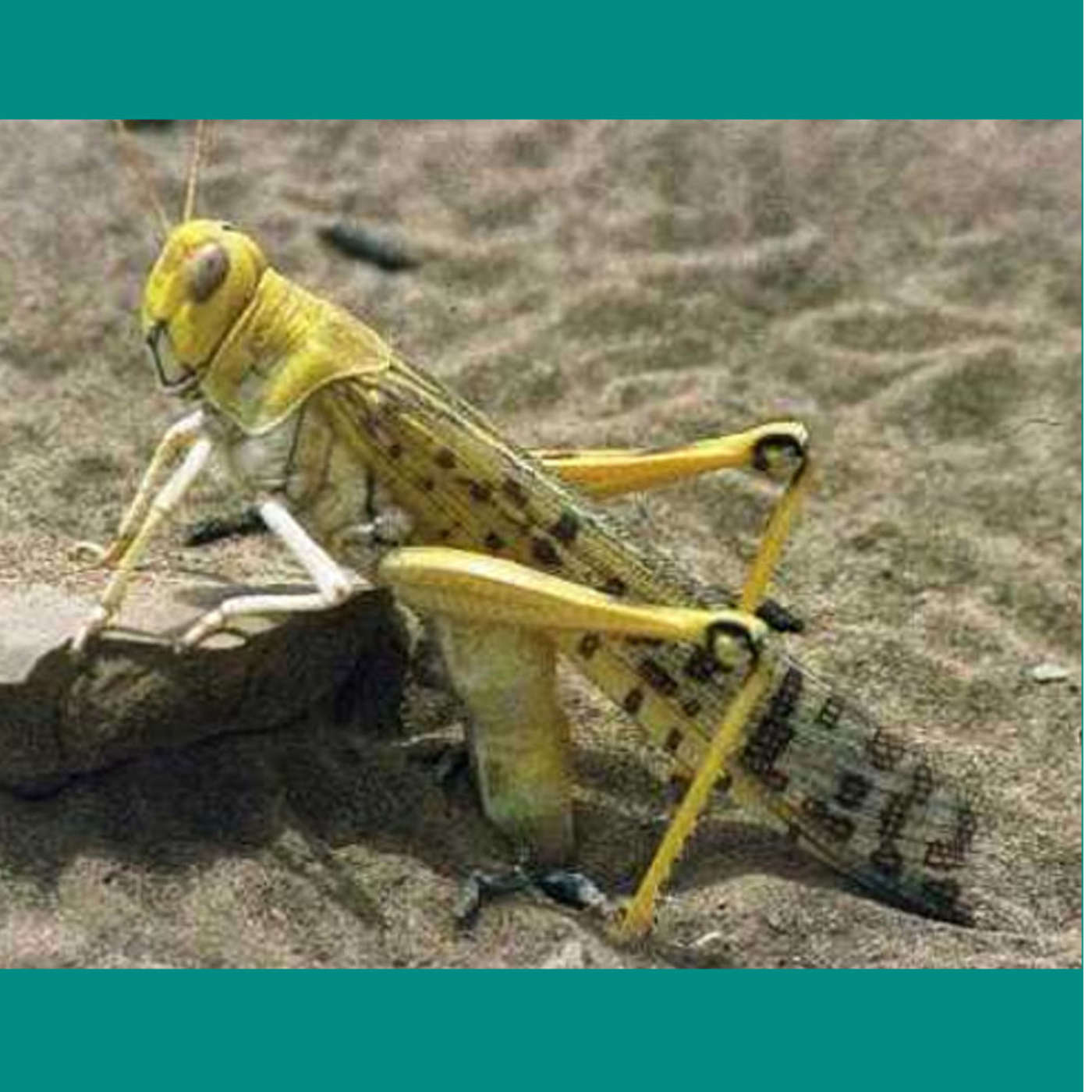 Tickled Locusts