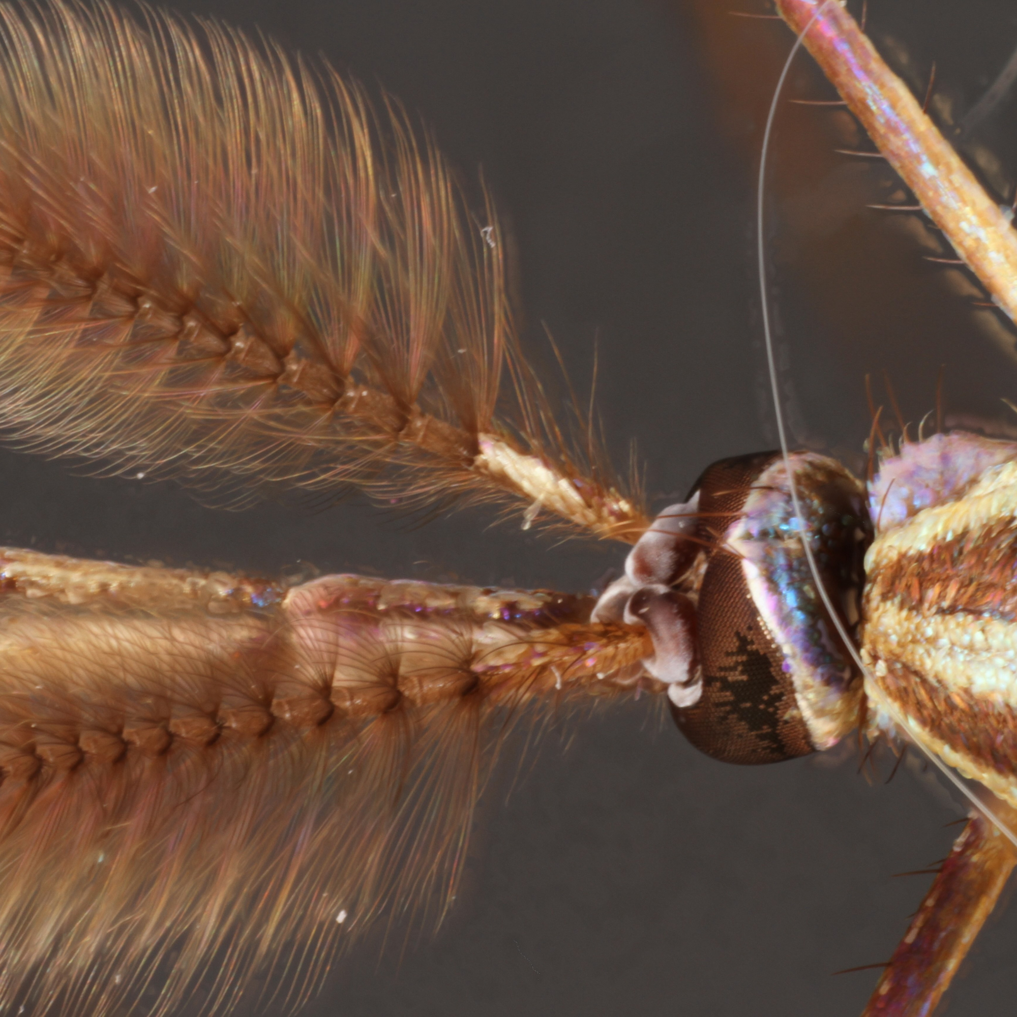 Retracting Mosquito Antennae