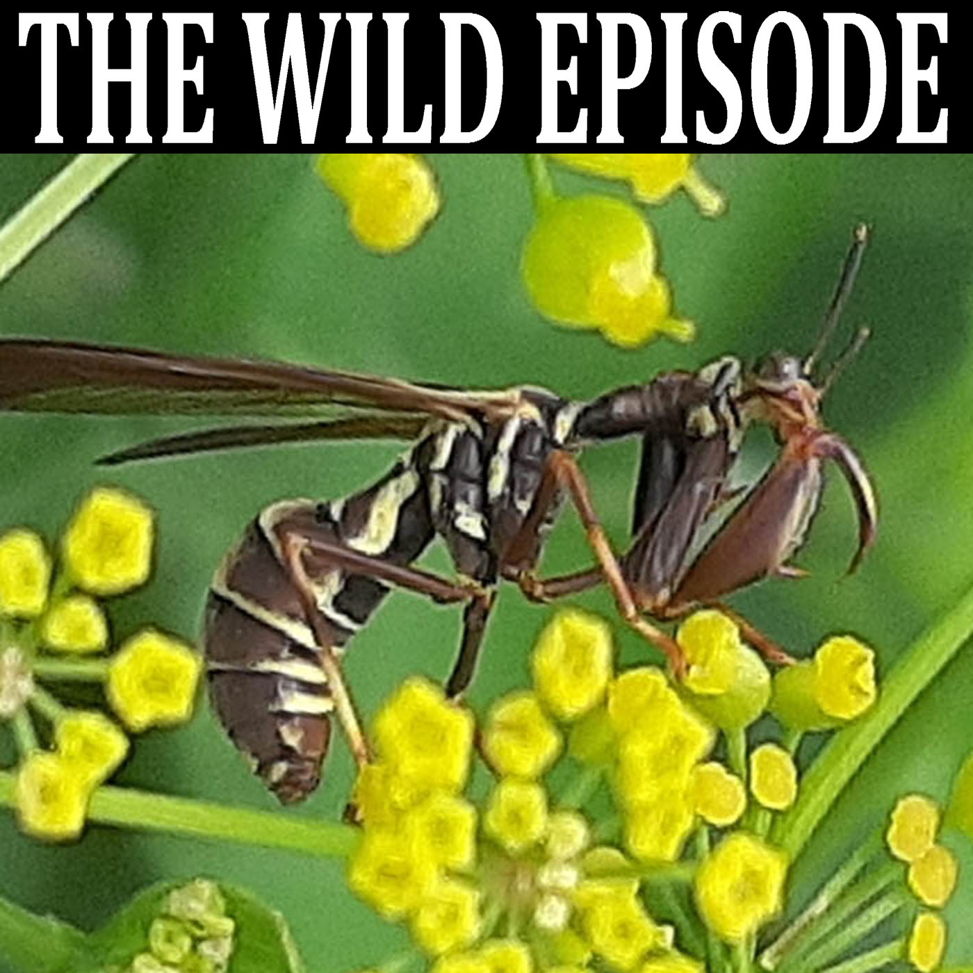 The Wild Episode