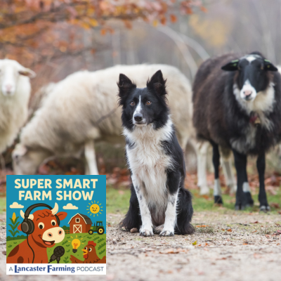 How Do Herding Dogs Work?